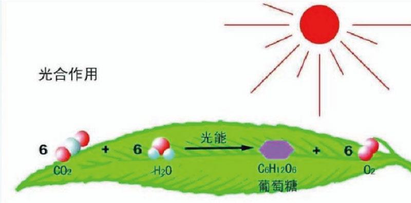 光合作用